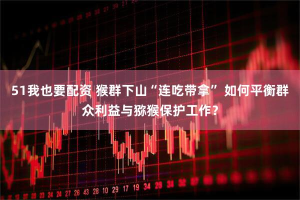 51我也要配资 猴群下山“连吃带拿” 如何平衡群众利益与猕猴保护工作？