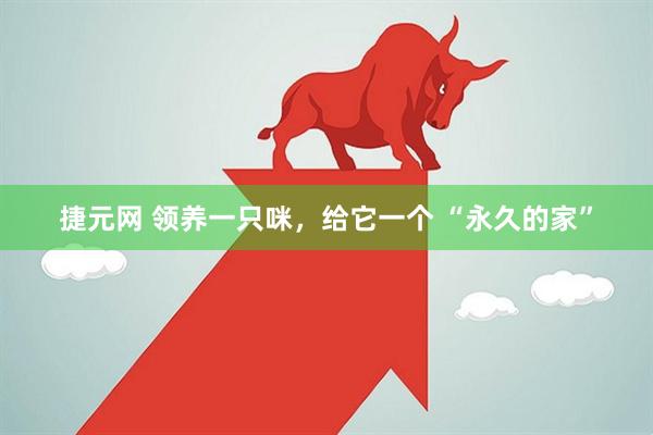 捷元网 领养一只咪，给它一个 “永久的家”